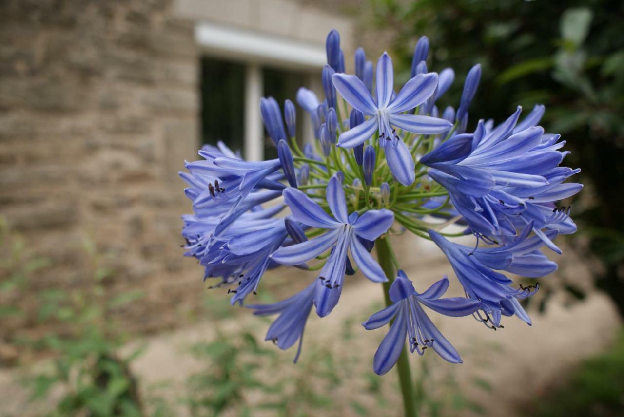 Aux Agapanthes Bed & Breakfast Pluherlin Bagian luar foto